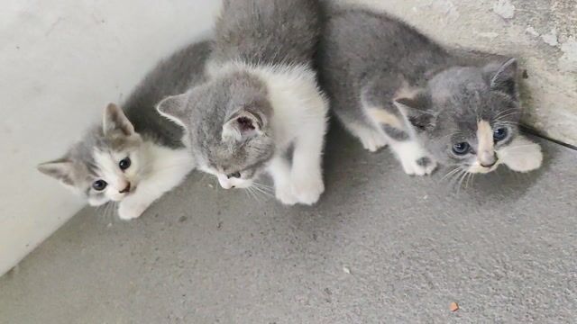 Mèo Anh lông ngắn lai xám trắng 50 ngày. Mua bán Mèo tại Quận 12 Tp Hồ Chí Minh được đăng bởi dinh thu hình 1