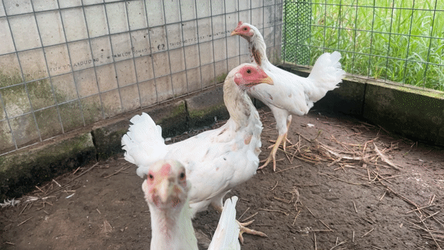 Gà Bướm Thái Mỹ Trắng 2-2.2kg. Mua bán Gà tại Huyện Bình Chánh Tp Hồ Chí Minh được đăng bởi Hào hình 1