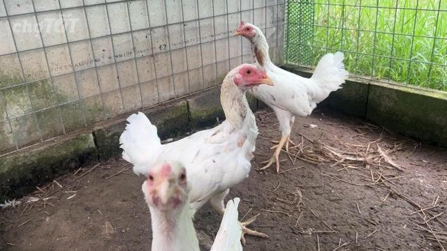 Gà Bướm Thái Mỹ Trắng 2-2.2kg. Mua bán Gà tại Huyện Bình Chánh Tp Hồ Chí Minh được đăng bởi Hào hình 1