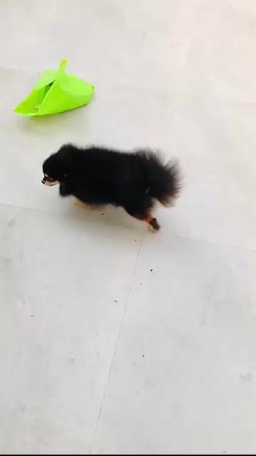 Chó phốc sóc pom mini cái màu black tan