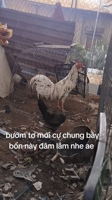 Gà trống giống nhỏ 2 tháng đã tiêm. Mua bán Gà tại Huyện Hóc Môn Tp Hồ Chí Minh được đăng bởi Gà Á Hóc Môn hình 1