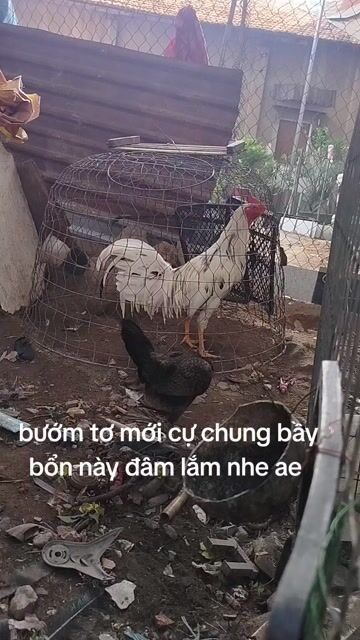 Gà trống giống nhỏ 2 tháng đã tiêm. Mua bán Gà tại Huyện Hóc Môn Tp Hồ Chí Minh được đăng bởi Gà Á Hóc Môn hình 1