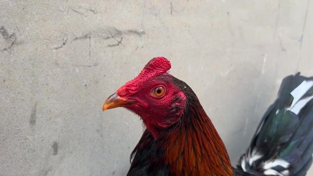 Gà tre Cuban Mỹ 1.5kg. Mua bán Gà tại Quận Tân Bình Tp Hồ Chí Minh được đăng bởi Gà Tre Cuban Mỹ hình 1