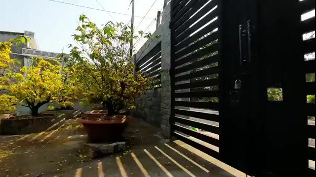 Mai vàng cổ dáng bonsai hoa dày hoành 45cm đế đẹp. Mua bán Cây cảnh, đồ trang trí tại Thành phố Sa Đéc Đồng Tháp được đăng bởi Bất Động Sản Store hình 1