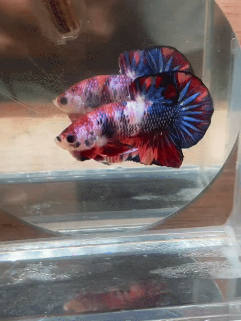 Cá Betta Plakat Trống 3-3.5cm. Mua bán Thú cưng khác tại Quận 3 Tp Hồ Chí Minh được đăng bởi Long hình 1
