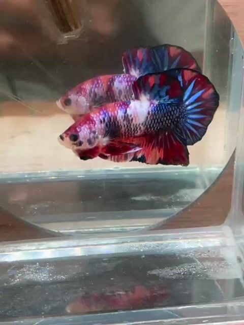 Cá Betta Plakat Trống 3-3.5cm. Mua bán Thú cưng khác tại Quận 3 Tp Hồ Chí Minh được đăng bởi Long hình 1