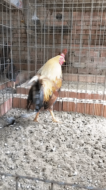 Khét. Mua bán Gà tại Huyện Thống Nhất Đồng Nai được đăng bởi trí kiên  hình 1