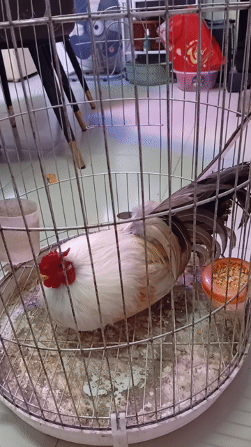 Gà tre Tân Châu Trống Trắng. Mua bán Gà tại Quận Hoàng Mai Hà Nội được đăng bởi Đỗ trọng hưng hình 1