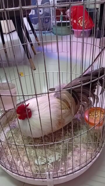 Gà tre Tân Châu Trống Trắng. Mua bán Gà tại Quận Hoàng Mai Hà Nội được đăng bởi Đỗ trọng hưng hình 1