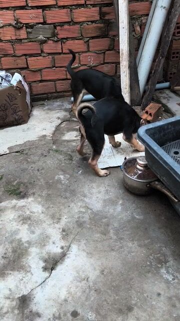 Doberman lai phú quốc. Mua bán Chó tại Thành phố Thủ Đức Tp Hồ Chí Minh được đăng bởi Thang Nguyen hình 1