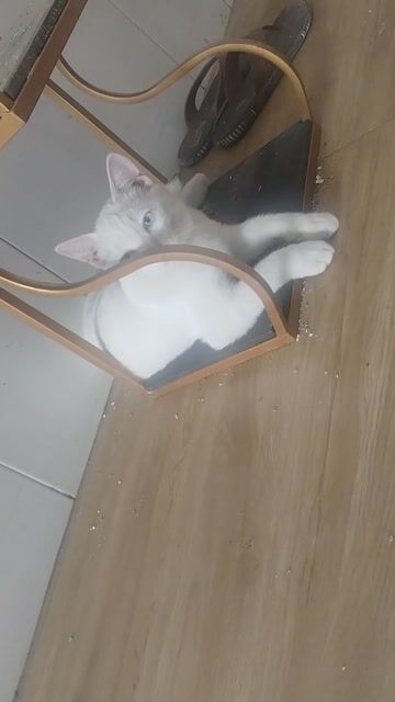 Mèo Anh lông ngắn trắng 6 tháng. Mua bán Mèo tại Huyện Nhà Bè Tp Hồ Chí Minh được đăng bởi Nội thất cơ khí Xuân Sắt hình 1