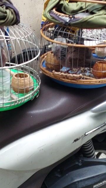 Chim cu gáy 3 mùa thuần kè gù liền. Mua bán Chim tại Quận 4 Tp Hồ Chí Minh được đăng bởi Hiếu  hình 1