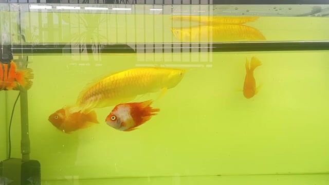 Cá rồng ngân long Abino 38-40cm. Mua bán Thú cưng khác tại Thành phố Thủ Đức Tp Hồ Chí Minh được đăng bởi TRẦN VŨ hình 1