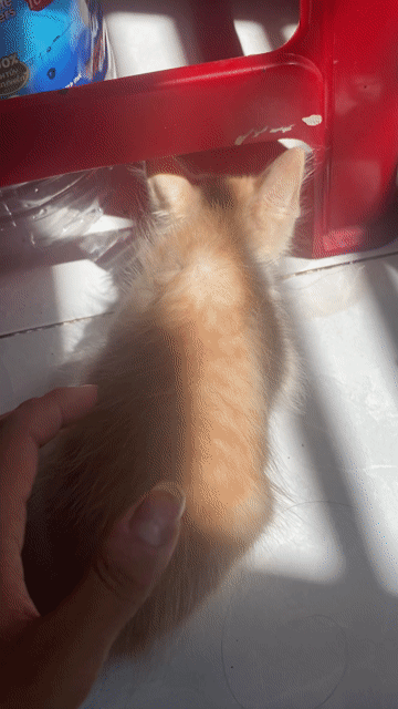 Mèo Ald lai Kem Dài Gần 2 tháng. Mua bán Mèo tại Quận Gò Vấp Tp Hồ Chí Minh được đăng bởi Ngọc hình 1