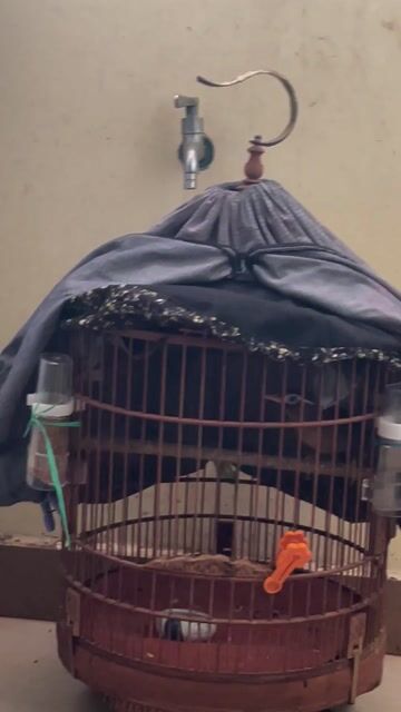 Chim hoạ mi trống siêng miệng. Mua bán Chim tại Quận 7 Tp Hồ Chí Minh được đăng bởi Nguyen Pham hình 1