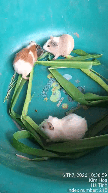 Chuột lang nhiều màu. Mua bán Thú cưng khác tại Thành phố Vinh Nghệ An được đăng bởi CHUỘT LANG HOÀNG LONG hình 1