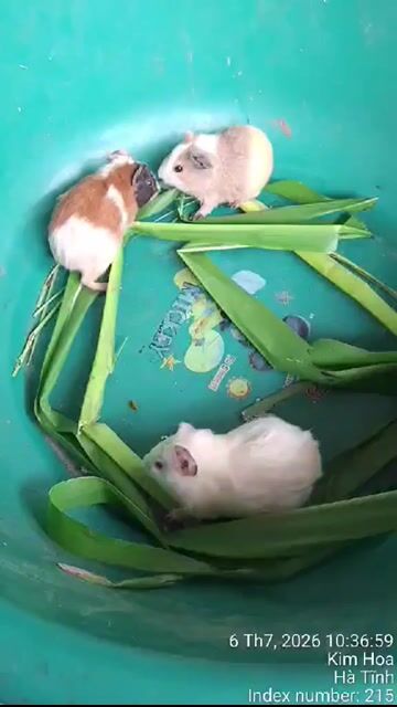 Chuột lang nhiều màu. Mua bán Thú cưng khác tại Thành phố Vinh Nghệ An được đăng bởi CHUỘT LANG HOÀNG LONG hình 1