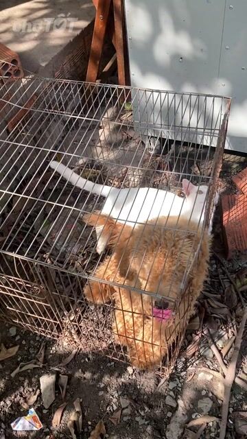Chó Poodle Nâu vàng. Mua bán Chó tại Thành phố Thủ Đức Tp Hồ Chí Minh được đăng bởi Tuấn Anh hình 1