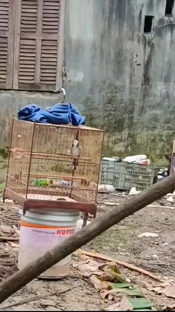 LỠ BỘ ĐẸP GIỌNG HAY RẤT GẤU. Mua bán Chim tại Thành phố Huế Thừa Thiên Huế được đăng bởi Lê Nhựt hình 1