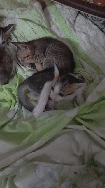 Mèo con nhiều màu. Mua bán Mèo tại Quận Cái Răng Cần Thơ được đăng bởi Nam hình 1