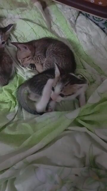 Mèo con nhiều màu. Mua bán Mèo tại Quận Cái Răng Cần Thơ được đăng bởi Nam hình 1