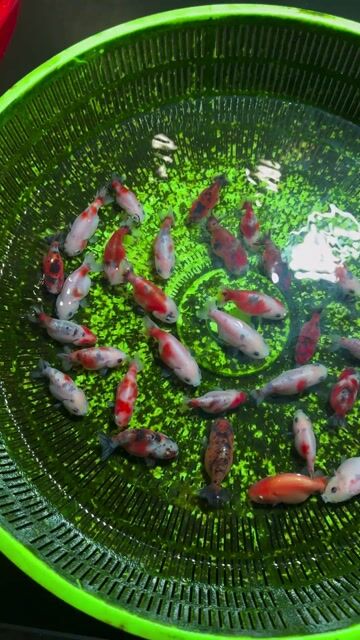 Cá Ranchu Calico đa sắc. Mua bán Thú cưng khác tại Huyện Hóc Môn Tp Hồ Chí Minh được đăng bởi Tiệm Nhà Cá Vàng  hình 1