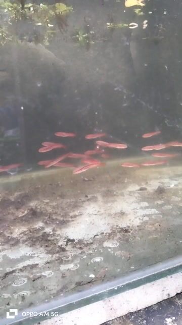 10 con cá lóc bông thái con size 4cm. Mua bán Thú cưng khác tại Huyện Duy Xuyên Quảng Nam được đăng bởi Sơn hình 1