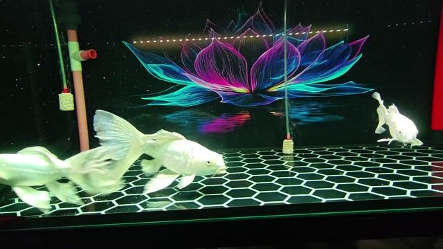 Cá Phi tần vảy rồng Trắng. Mua bán Thú cưng khác tại Huyện Bàu Bàng Bình Dương được đăng bởi nguyễn tuấn hình 1