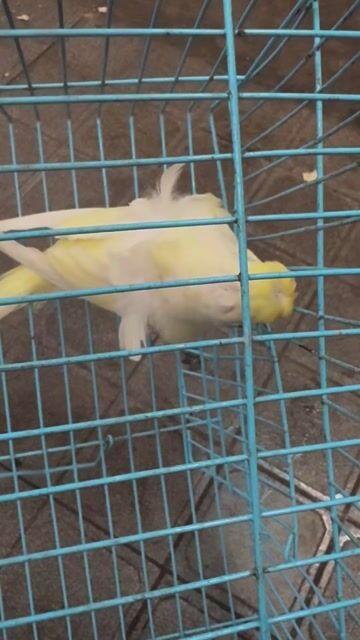 Chim cảnh Vàng Cái. Mua bán Chim tại Quận 12 Tp Hồ Chí Minh được đăng bởi Trung Nghĩa  hình 1