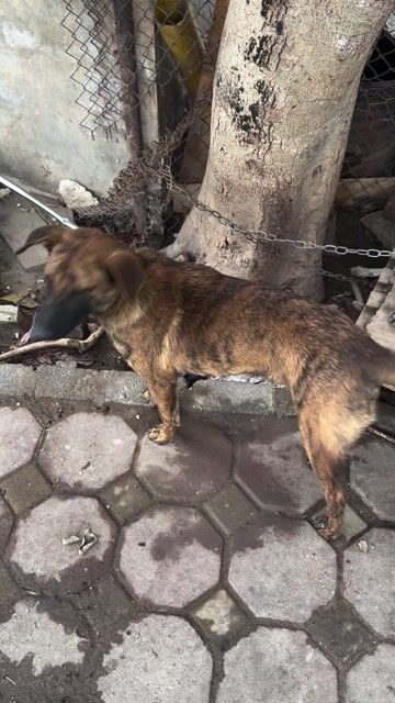 4 chó Phú Quốc vằn 9 tháng, 2 đực 2 cái. Mua bán Chó tại Huyện Gia Lâm Hà Nội được đăng bởi Hoàng Đức Anh hình 1