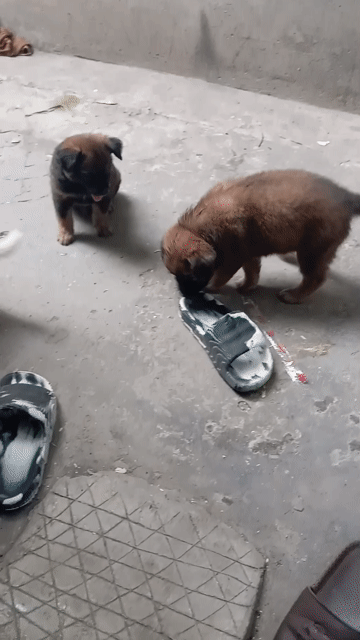 Chó con màu Nâu Đen Trắng. Mua bán Chó tại Thành phố Thuận An Bình Dương được đăng bởi nguyễn hoàng hình 1