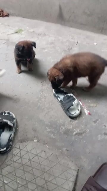 Chó con màu Nâu Đen Trắng. Mua bán Chó tại Thành phố Thuận An Bình Dương được đăng bởi nguyễn hoàng hình 1
