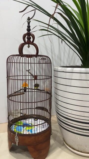 Chim hút mật 5 màu trưởng thành. Mua bán Chim tại Huyện Châu Đức Bà Rịa - Vũng Tàu được đăng bởi Mr Bob hình 1