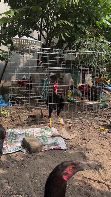 Gà chọi Đen Đực 2.3kg. Mua bán Gà tại Huyện Đông Anh Hà Nội được đăng bởi Hung Chu hình 1