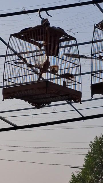 Chim cảnh Mùa 2 lông mới. Mua bán Chim tại Thị xã Tân Uyên Bình Dương được đăng bởi L V T hình 1