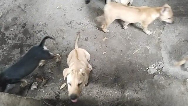 Chó Phú Quốc lai Vàng 6kg. Mua bán Chó tại Thành phố Thuận An Bình Dương được đăng bởi Đinh Thanh Tùng hình 1