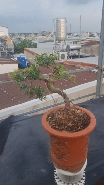 Cây cảnh Hải Châu 60cm đang ra hoa. Mua bán Cây cảnh, đồ trang trí tại Huyện Hóc Môn Tp Hồ Chí Minh được đăng bởi Lại Hai hình 1