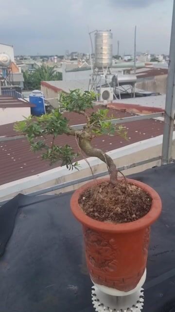 Cây cảnh Hải Châu 60cm đang ra hoa. Mua bán Cây cảnh, đồ trang trí tại Huyện Hóc Môn Tp Hồ Chí Minh được đăng bởi Lại Hai hình 1