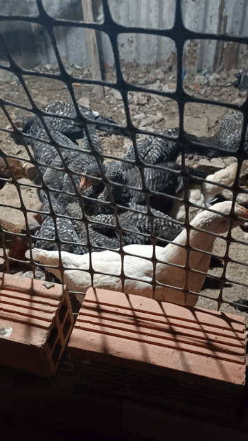 Gà Peru Komodom hơn 2 tháng. Mua bán Gà tại Huyện Trần Đề Sóc Trăng được đăng bởi Gà nồi 6836 hình 1