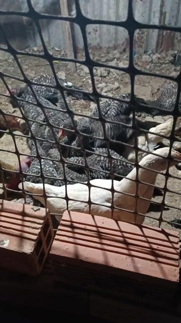 Gà Peru Komodom hơn 2 tháng. Mua bán Gà tại Huyện Trần Đề Sóc Trăng được đăng bởi Gà nồi 6836 hình 1