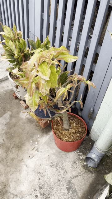 Cây cảnh Xanh Đỏ. Mua bán Cây cảnh, đồ trang trí tại Thành phố Dĩ An Bình Dương được đăng bởi ku rồm hình 1