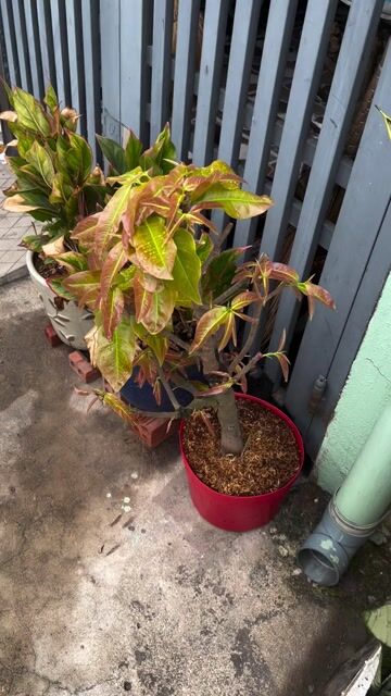 Cây cảnh Xanh Đỏ. Mua bán Cây cảnh, đồ trang trí tại Thành phố Dĩ An Bình Dương được đăng bởi ku rồm hình 1