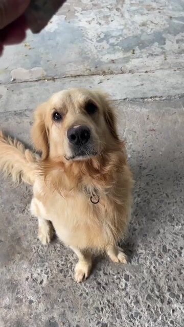 Chó Golden Retriever đực 2 năm đã tiêm. Mua bán Chó tại Thành phố Thủ Dầu Một Bình Dương được đăng bởi Nguyễn Nhựt Tân hình 1