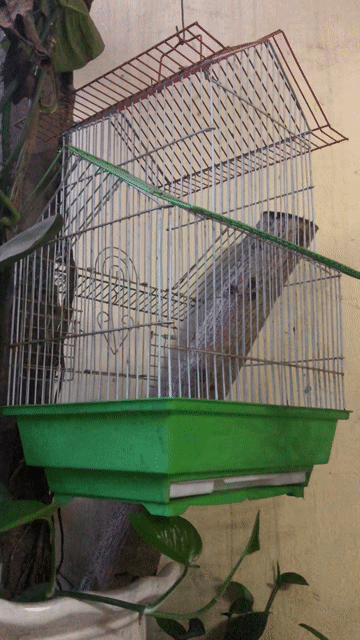 Lồng chim Kim loại Mái nhà 21x28x46cm. Mua bán Phụ kiện, Thức ăn, Dịch vụ tại Huyện Đông Anh Hà Nội được đăng bởi Nguyen Mai hình 1