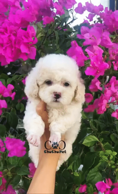 Chó Poodle đực trắng 3 tháng, bảo hành đầy đủ. Mua bán Chó tại Thành phố Trà Vinh Trà Vinh được đăng bởi Bùi Thị Thu Hiền hình 1