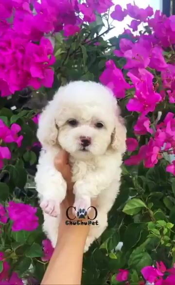 Chó Poodle đực trắng 3 tháng, bảo hành đầy đủ. Mua bán Chó tại Thành phố Trà Vinh Trà Vinh được đăng bởi Bùi Thị Thu Hiền hình 1