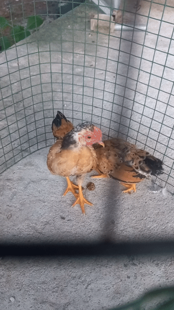 Gà tre Vàng tàu Trống, Mái 3 tháng. Mua bán Gà tại Huyện Bến Lức Long An được đăng bởi thole hình 1