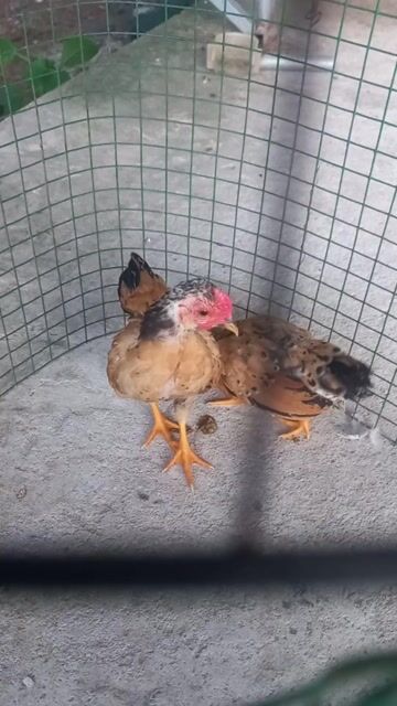 Gà tre Vàng tàu Trống, Mái 3 tháng. Mua bán Gà tại Huyện Bến Lức Long An được đăng bởi thole hình 1