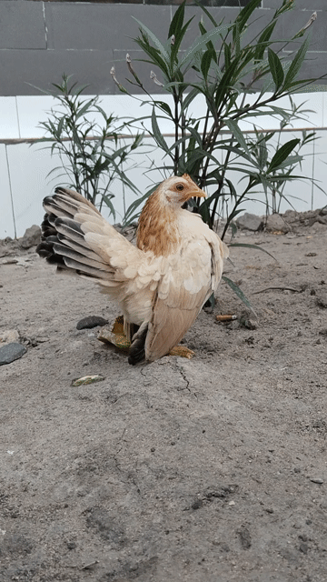 Gà serama khét vàng!. Mua bán Gà tại Quận 12 Tp Hồ Chí Minh được đăng bởi Nguyễn Hoài Nam hình 1