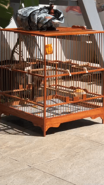 Chim chào mào đen trắng giọng hót hay khỏe mạnh. Mua bán Chim tại Quận Gò Vấp Tp Hồ Chí Minh được đăng bởi Đat Đỗ hình 1